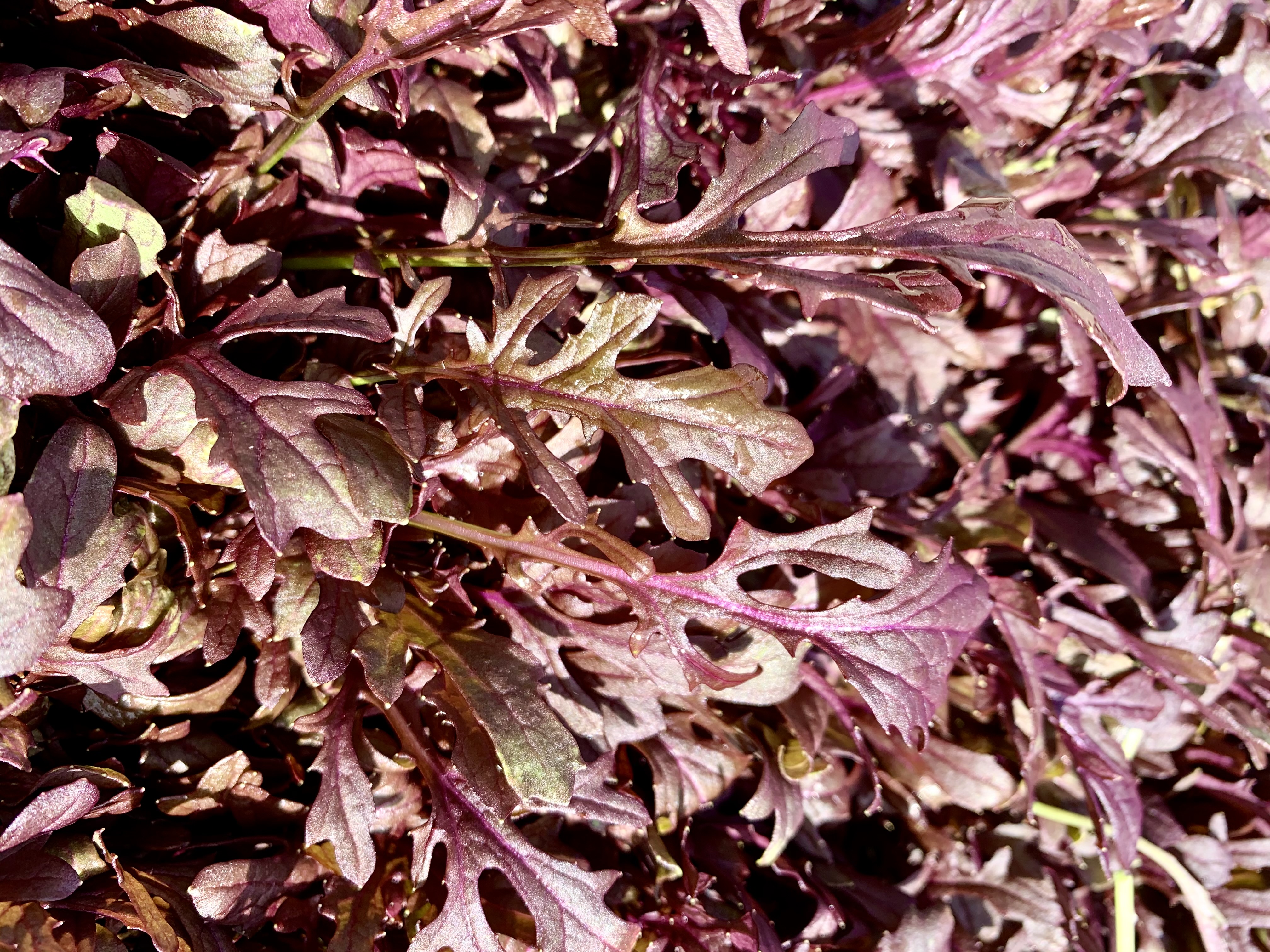 Moutarde frisée