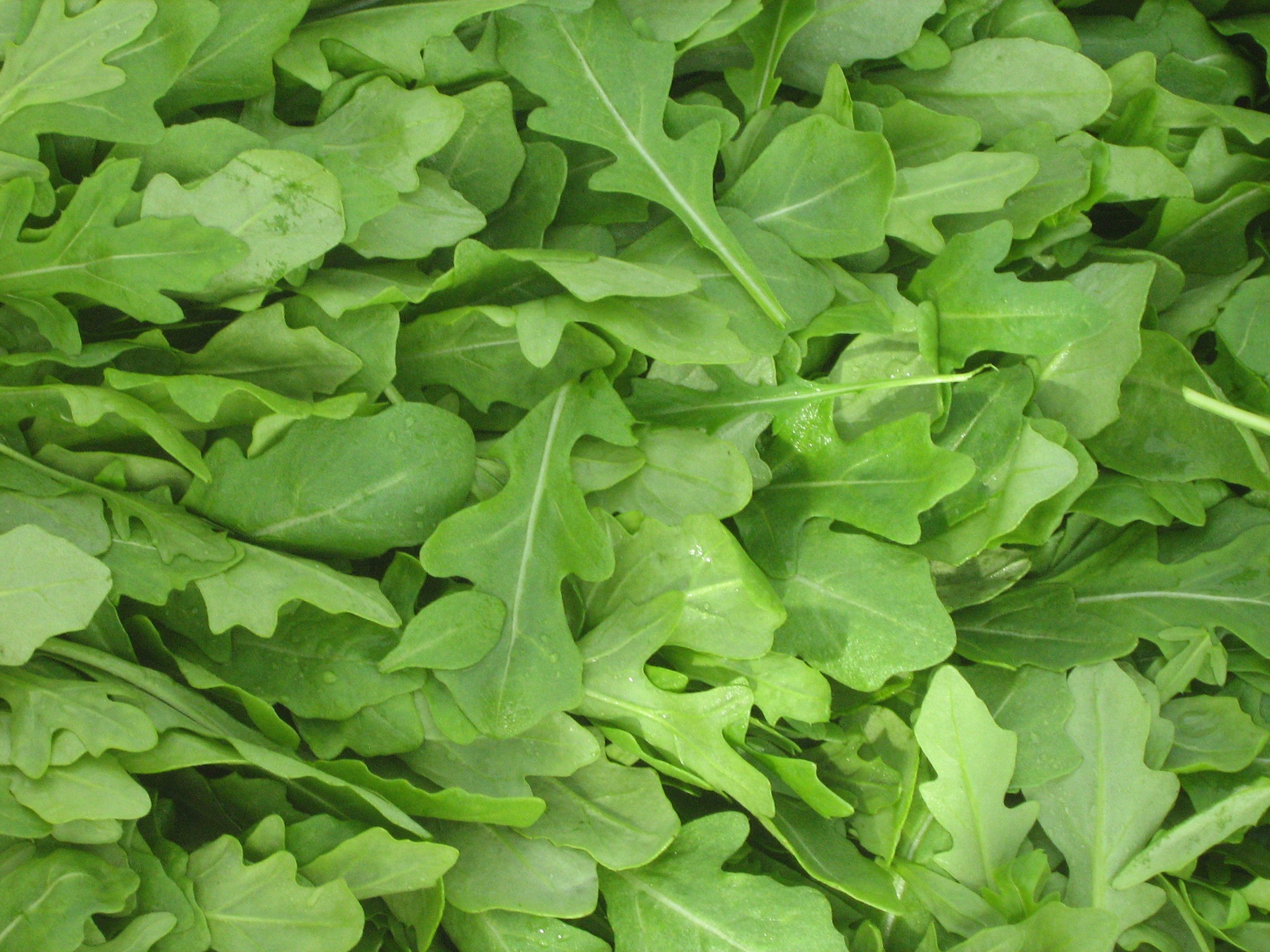 Roquette